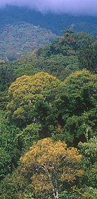 Selva Subtropical Hmeda