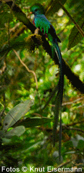 Aves de Guatemala
