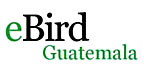 eBird Guatemala